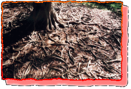 intertwining roots