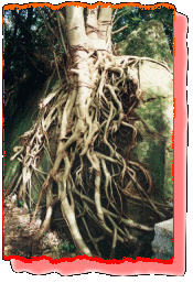 entanglement