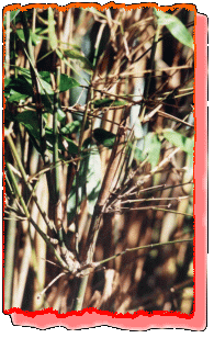 8 orchid bamboo close-up